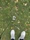 2024 Scotty Cameron Phantom 5s Right-handed 34-inch Putter With Headcover