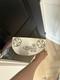 Scotty Cameron Special Select Del Mar Putter 34.0 Inches