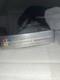 Scotty Cameron Studio Style Newport 2.5 Putter 35 Inch